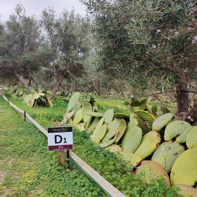 Escargot de Crete Experience