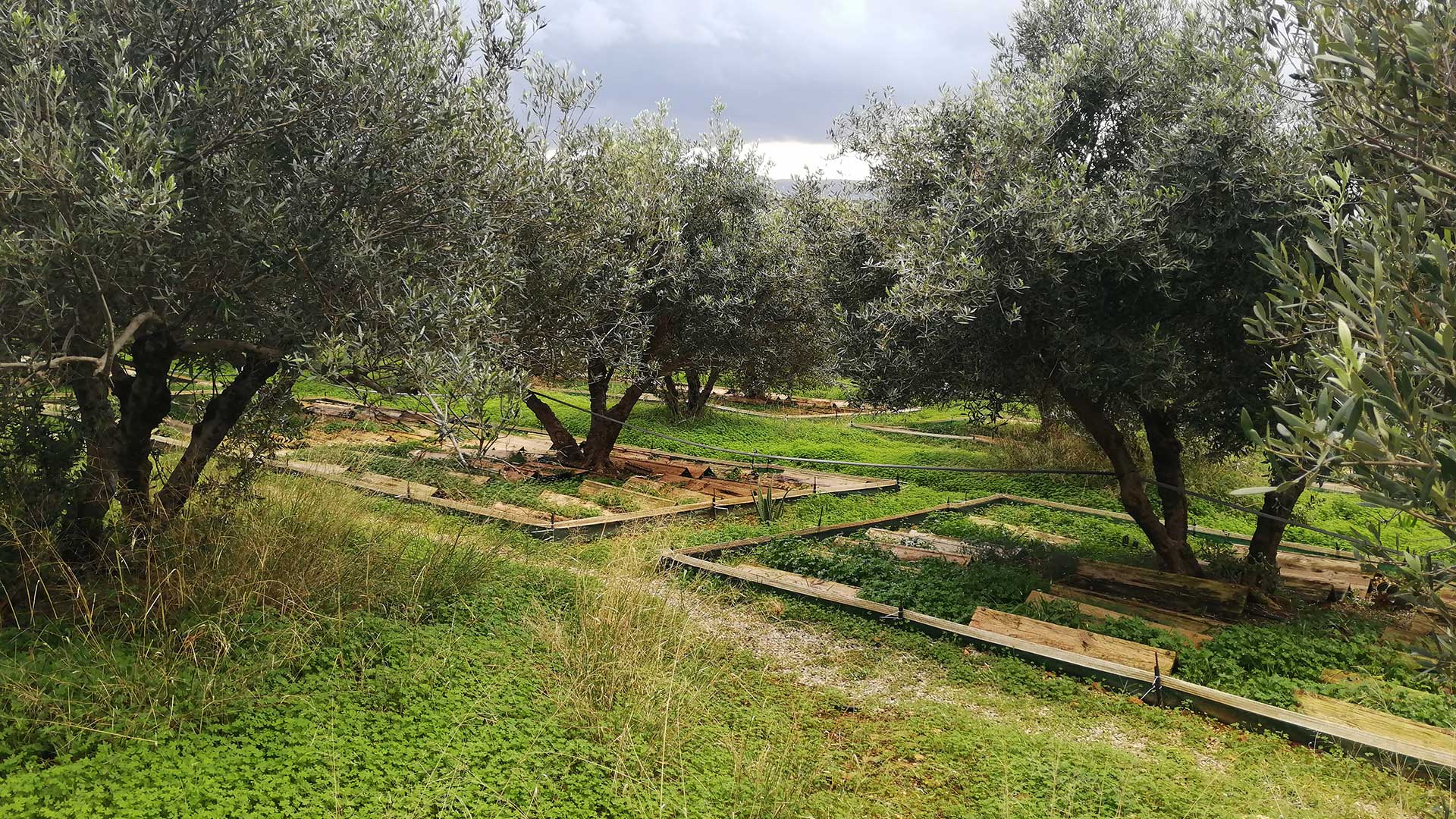 Ecological snail farming in organic olive trees of Escargot de Crete